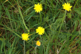 Hieracium pilosellaMuizeoor bestellen